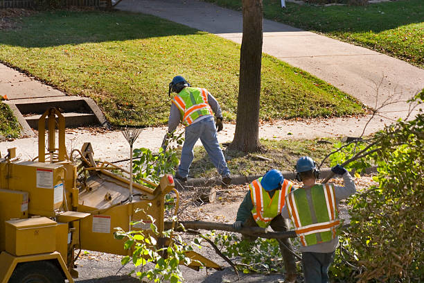 How Our Tree Care Process Works  in  Ware Shoals, SC